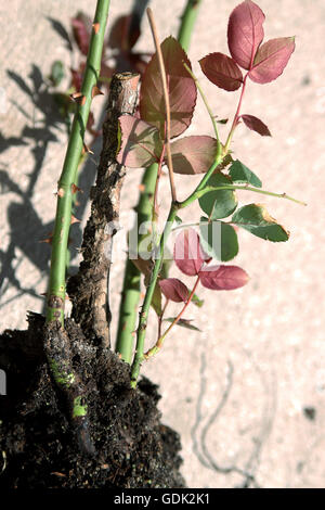 Close up di rosa di impianto prima di essere trasferito nel terreno Foto Stock