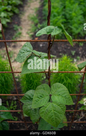 Giovane pianta di fagioli viola Foto Stock