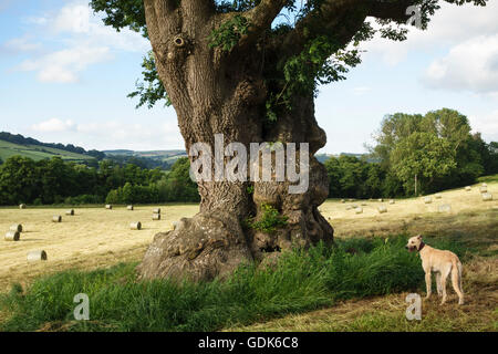 Un enorme albero di frassino (fraxinus excelsior) in un campo di fieno nel Galles centrale, con un cane lurcher. Ufficialmente un albero 'antico', di circa 350 anni Foto Stock