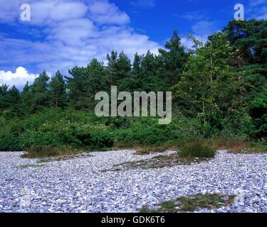 Geografia / viaggi, Germania, Meclemburgo-Pomerania occidentale, Ruegen, paesaggio, penisola Jasmund, Foto Stock