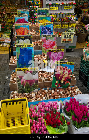 Tulipani freschi lampadine, fiori artificiali sono in vendita sul mercato galleggiante (Bloemenmarkt) Olanda, Amsterdam, Paesi Bassi. Foto Stock