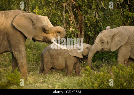 Sfregamento dell'elefante occhio con tronco, altri due giocando, Ol Pejeta Conservancy, Kenya Foto Stock