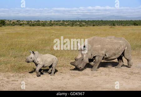 Rinoceronte bianco con vitello, Ol Pejeta Conservancy, Kenya Foto Stock