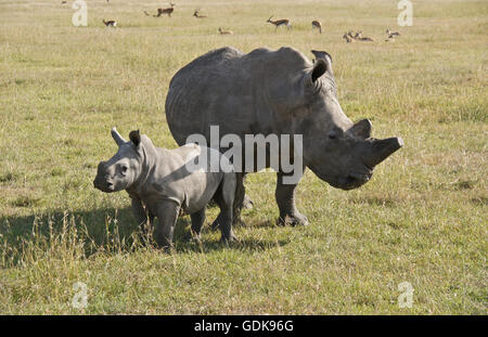 Rinoceronte bianco con vitello, Ol Pejeta Conservancy, Kenya Foto Stock