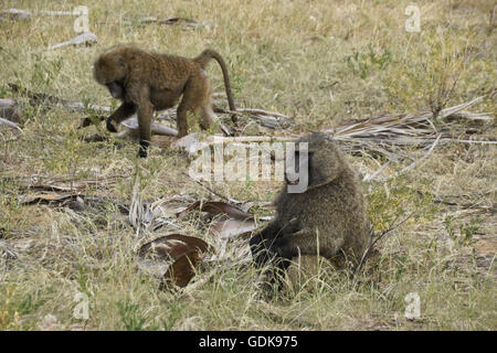 I babbuini Oliva, Samburu Game Reserve, Kenya Foto Stock