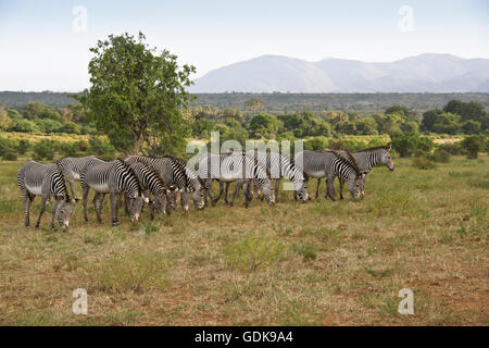 Di Grevy zebre al pascolo, Samburu Game Reserve, Kenya Foto Stock