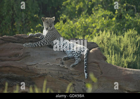 Alert leopard giacente su albero morto, Samburu Game Reserve, Kenya Foto Stock