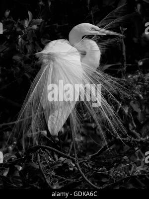 Grazioso airone bianco si erge nel mezzo di un disordine di foglie e rami con la sua frenesia nuziale di egrette sballottati in una giornata di vento. Foto Stock