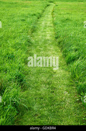 Taglio di percorso con un tosaerba in un campo di lunga coltivazione fresca erba verde Foto Stock