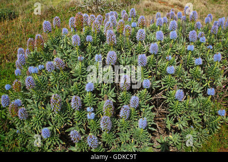 L'orgoglio di Madeira (echium candicans), Madeira, Portogallo Foto Stock