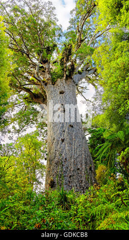 Foresta pluviale subtropicale, vivente più grande kauri (Agathis australis) tree, Tāne Mahuta, signore della foresta, Waipoua Forest Foto Stock