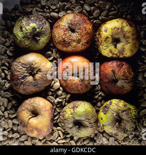 Mele marce Foto Stock