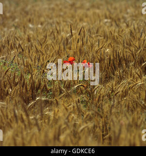 Papaveri in un campo di grano Foto Stock