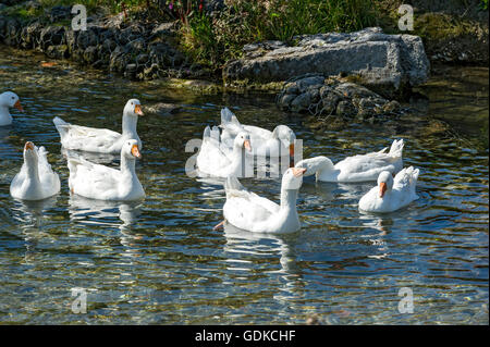 Oche bianco (Anser anser forme domestica), nuoto in un flusso, intervallo libero animali, Alta Baviera, Baviera, Germania Foto Stock