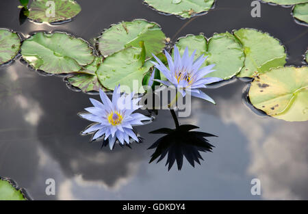 Bellissimo fiore di loto fioritura nel laghetto naturale. Foto Stock