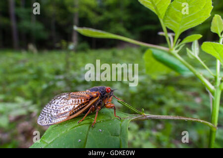 Una vista di un adulto Brood V 17-anno periodico (cicala Magicicada cassinii) poco dopo che emerge dal suo stadio nymphal. Foto Stock