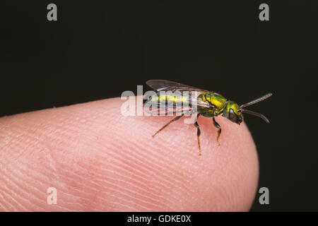 Un luminoso verde metallizzato il sudore Bee (Augochlora pura) sorge sulla punta di un dito. Foto Stock