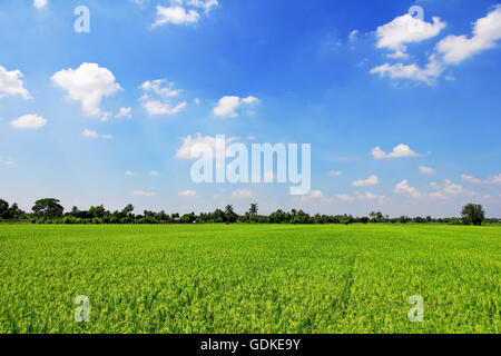 Campo di riso erba verde blu cielo nuvoloso cloud sullo sfondo del paesaggio Foto Stock