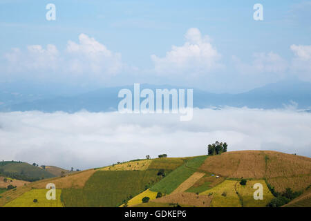 A schiera verde campo di riso in PA bong piang Chiangmai, Thailandia Foto Stock