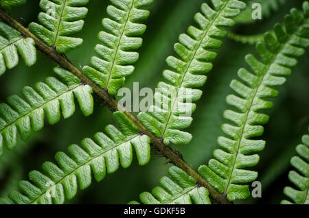 Bracken fern close up. Comox Valley, BC, Canada Foto Stock