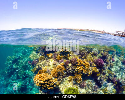 La subacquea e superficie vista suddivisa nei tropichi paradiso con pesce e Coral Reef, al di sopra della linea di galleggiamento, bella vista sul molo su r Foto Stock