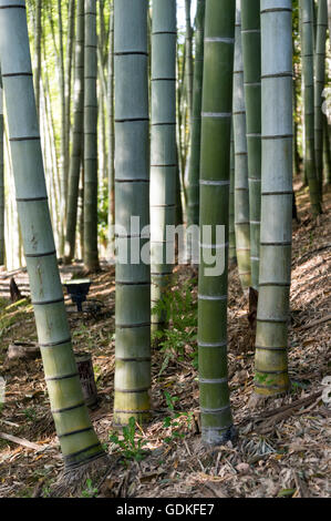 Boschetto di bambù al Kodaiji (Kodai-ji) Giardino del Tempio, Kyoto, Giappone Foto Stock