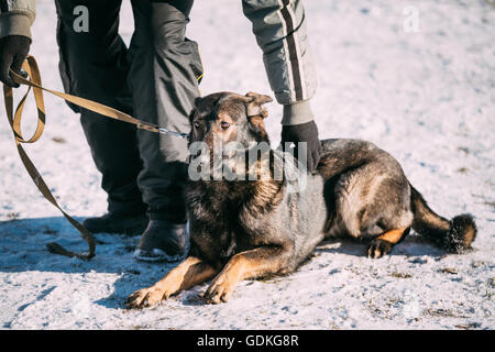 Pastore Tedesco cane si siede vicino al proprietario durante il corso di formazione. Stagione invernale Foto Stock