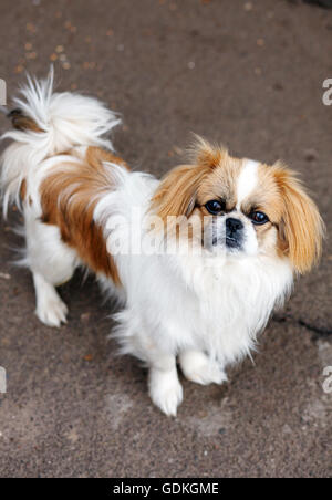 Funny i capelli rossi pekingese dog Foto Stock