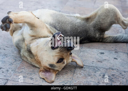 Molto Happy dog maneggiando e rotolamento sul pavimento, con le zampe in aria Foto Stock