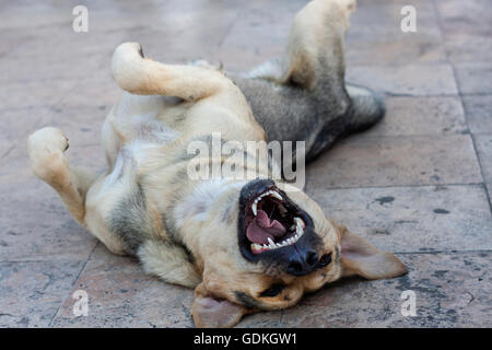 Molto Happy dog maneggiando e rotolamento sul pavimento con le zampe in aria Foto Stock