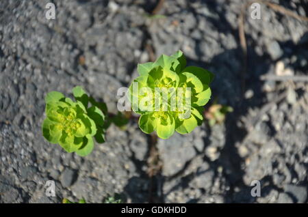 Verde primavera, incrinato asfalto asfalto, nero, spazio copia, fiori, piante, speranza, attraverso, forza, sementi, marciapiede, verde germoglio Foto Stock