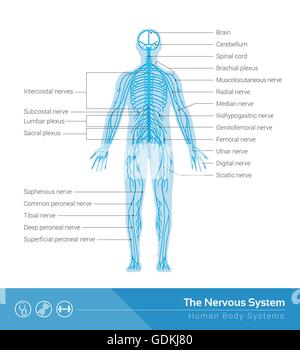 Il sistema nervoso umano vettore Illustrazione medica Illustrazione Vettoriale