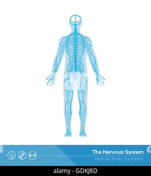 Il sistema nervoso umano vettore Illustrazione medica Illustrazione Vettoriale