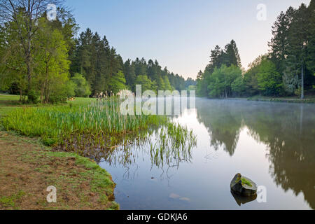 Mallard luccio del lago nella Foresta di Dean, nel Gloucestershire. Foto Stock