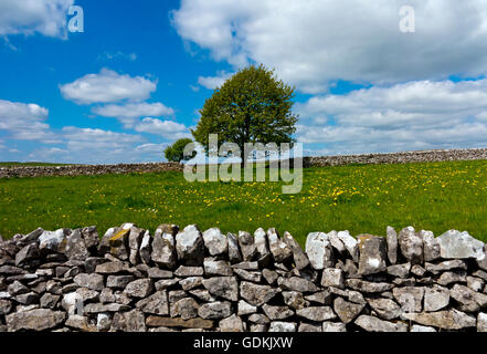 Bianco tipico parco nazionale di Peak District paesaggio con alberi e stalattite pareti vicino a Hartington Derbyshire Dales England Regno Unito Foto Stock