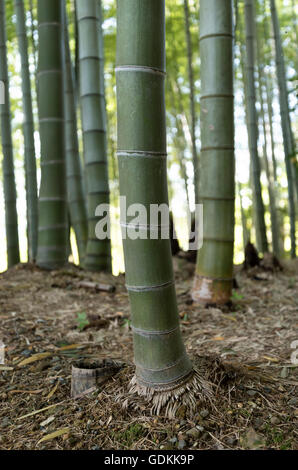 Boschetto di bambù al Kodaiji (Kodai-ji) Giardino del Tempio, Kyoto, Giappone Foto Stock