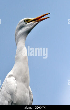 Noida, Uttar Pradesh, India - 4 settembre, 2013: airone guardabuoi Bubulcus ibis (Linnaeus) testa verso l'alto seduti su un edificio a Noida, Uttar Pradesh, India Foto Stock