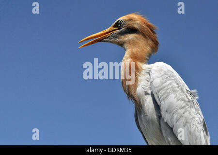 Noida, Uttar Pradesh, India - 4 settembre, 2013: airone guardabuoi Bubulcus ibis (Linnaeus) seduto sul ramo di un albero in un parco, Noida, Uttar Pradesh, India. Foto Stock