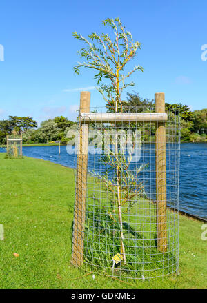 Recentemente piantato Weping Golden Willow tree (Salix x Sepulcralis Chrysocoma) con gabbia protettiva presso un lago in un parco nel Regno Unito. Foto Stock