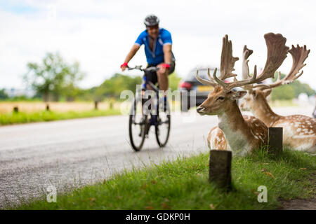 Cervi in Richmond Park, London , Regno Unito su una soleggiata giornata estiva Foto Stock