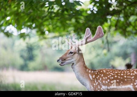 Cervi in Richmond Park, London , Regno Unito su una soleggiata giornata estiva Foto Stock