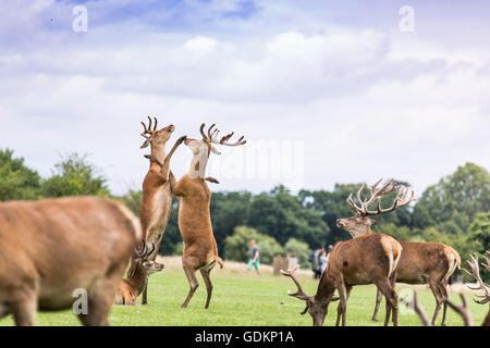 Cervi in Richmond Park, London , Regno Unito su una soleggiata giornata estiva Foto Stock