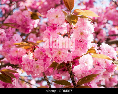 Rosa Sakura fiore di primavera sullo sfondo del cielo Foto Stock