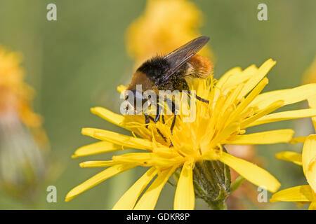 Grande femmina Narciso Fly alimentazione su erba tossica Foto Stock