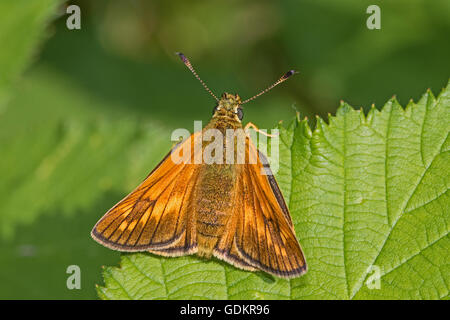 Maschio Skipper di grandi dimensioni (Ochlodes sylvanus) Foto Stock