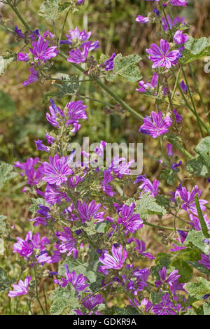 Comune (Malva Malva Sylvestris) Foto Stock