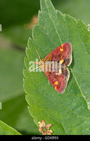 Piccola viola e oro Micro-moth (Pyrausta aurata) Foto Stock