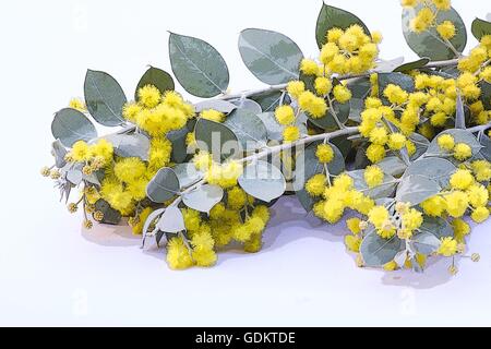 Pearl acacia (acacia podalyriifolia) fiori su sfondo bianco Foto Stock