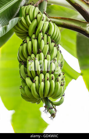 Banane appeso a un albero di banana. Foto Stock