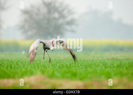 Gru Sarus (Grus antigone) prendendo un volo vicino al Parco Nazionale di Keoladeo, Bharatpur Rajasthan, India. Foto Stock